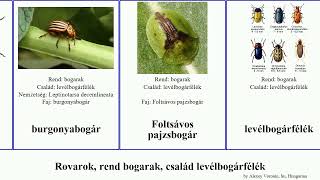 Rovarok, rend bogarak, család levélbogárfélék leaf insect beetle arany pajzsbogár kukoricabogár