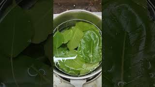 Ragishetti decoction Ayurvedic cleaning of worms రాగి చెట్టు ఆయుర్వేదం #part 1