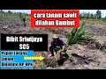 Cara yang tepat menanam kelapa sawit dilahan Gambut