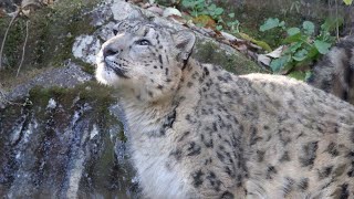 ユキヒョウ少年フク　Broken UFOs？あれはにゃんだ！Part1 2021.11月 Snow Leopard Cub