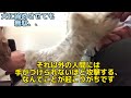 噛み犬をトリミング！！　他店でトリマーさんを噛んでしまい鎮静剤がないとトリミング出来ないとお断りされた犬をとある方法でトレーニングしてしつけた結果、、、