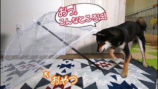 【豆柴捕獲装置】Shiba Inu dogs puppy trap