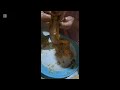 КАК ГОТОВИТЬ КЫРГЫЗКОЕ ЧУЧУК 😄видео рецепт готовимдома food