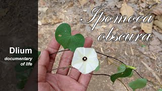 Obscure morning glory (Ipomoea obscura) - part 3