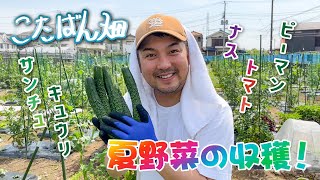 【こたばん畑 #3】夏野菜の収穫！今回も立派な野菜が育ちました！【竜小太郎】