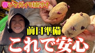 春ジャガイモ植付け前日、これで準備万端！【キタアカリ】【メークイン】【男爵】【グランドペチカ】【ジャガイモ】