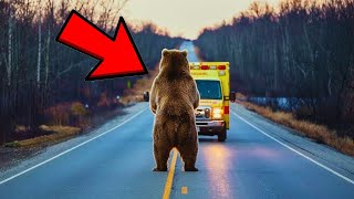 A bear blocked the ambulance's path—what the paramedics discovered left them stunned!