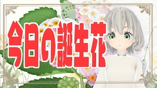 【花言葉】１０月２７日の誕生花は？／花白もか