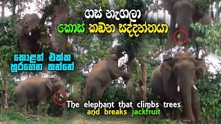 The elephant that climbs trees and breaks jackfruit - ගස් නැගලා කොස් කඩන සද්දන්තයා | SL Life