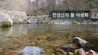 천성산의 봄