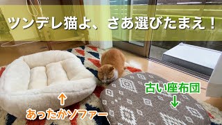 古い座布団しか座らない猫と新しいソファーに座ってほしい人間の戦い