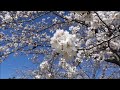 【full hd】緑が丘スポーツ公園の桜