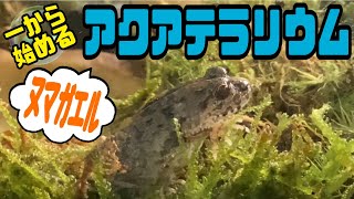 【アクアテラリウム】ヌマガエルの飼育環境を整えました🌟 お手軽、簡単、コスパ重視のレイアウト紹介です🉐【初心者向け】