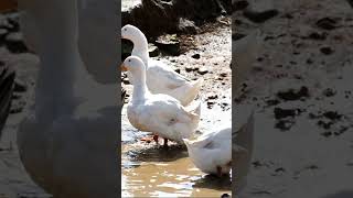 #duck #ducks quak quak #shorts #ducksounds #animals