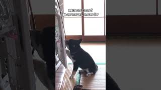 行儀の悪い水の飲み方をする黒柴#柴犬 #shorts #short