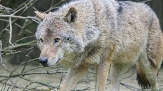 Europese wolven / Eurasian wolves : GaiaZOO