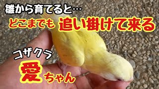 [コザクラインコ]雛から育てると…どこまでも追い掛けて来る🐦コザクラ愛ちゃん😊