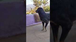 कुत्ते पालने के फायदे 🐕🐕🐕🐕🐕🐕🐕🐕🐕🐕