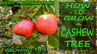 Cashew Tree Growing Tips | EASY Seed Propagation