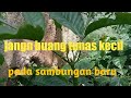 jangan buang tunas kecil pada sambungan baru