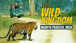 Exploring the Wild Kingdom of Madhya Pradesh: A Journey into Boundless Nature | Buffer Mein Safar