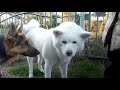 akita inu characteristics behavior and care