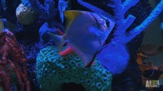DJO Tank | Tanked