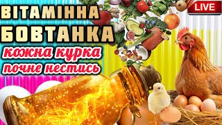 Яєць ще більше, перевірено👍Готую корисну болтушку для курей‼️ Вітамінна мішанка готова