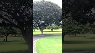 Veterans Day 2024.  National Memorial Cemetery of the Pacific, Honolulu, Hawaii #shots