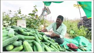 हिरवी काकडी हिच लावत? I काकडी लागवड I cucumber