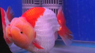 Tricolor oranda goldfish