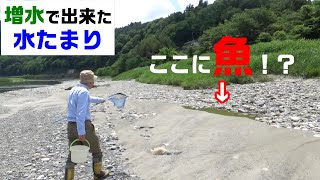 犀川・増水で出来た水たまり【ガサガサ・網で魚捕り】やまなみ荘下