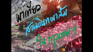 Ep.2 พาเที่ยวสวนอินทผาลัมในกรุงเทพฯ | Date palm garden in BKK