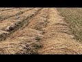 ಭತ್ತ ಬೆಳೆಯುವ ವಿಧಾನ rice harvesting cutting threshing cleaning hauling and bagging the rice