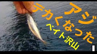 【浜名湖】サビキ 釣り アジ ベイト好調 朝編 夕方泳がせ編  ヒラメ ヒラスズキ 連発 爆釣 #浜名湖 #遠州灘 #サビキ釣り #釣り #サビキ #泳がせ #イワシ #アジ #サバ