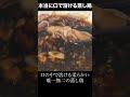 本当に口で溶けちゃう蒸し鶏！青山シャンウェイ【千駄ヶ谷ランチ】 東京グルメ 千駄ヶ谷 町中華