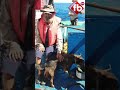 2 నెలలు నడి సంద్రంలో చిక్కుకుపోయాడు.. shorts timshaddock dog strucked sea australia fbtv news