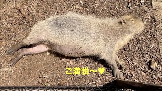 春うらら　大宮公園のカピバラたち