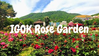 សួនផ្កាកុលាប⎮Igok Rose Garden⎮이곡장미공원