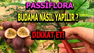 Passiflora Çarkıfelek Yetiştiriciliği - Nasıl Budanmalı ? Dikkat Edilmesi Gerekenler !