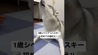 犬が反応する音を聴かせたら遠吠えしたことなかったシベリアンハスキーが…