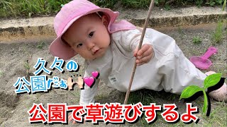 【生後497日目】公園で草遊びするよ