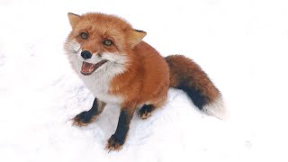 In fact, this fox is a good girl