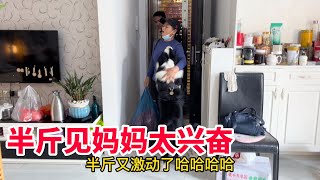 130Q：小秋为阿龙做美味午餐，半斤在厨房守着，看看妈妈老家回来带了什么？