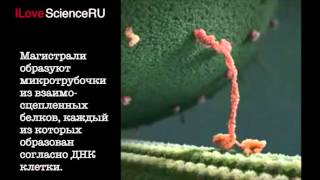 I Love Science RU / Транспортный белок кинезин доставляет груз по микротрубочкам