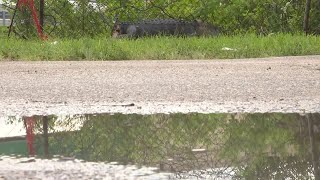 Gator found with tail chopped off on side of Davie road