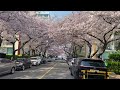 2022.04.06 남천동 삼익비치 벚꽃길 구경 2 부산 벚꽃 명소 축제 드라이브코스 cherry blossoms 桜花 桜. 樱花 。flor del cerezo