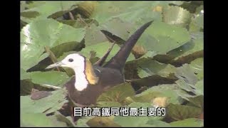 天地浮生｜開發壓縮水雉、黑面琵鷺棲地空間 (我們的島 第43集 1999-09-27)