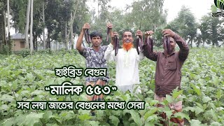 হাইব্রিড বেগুন- মালিক ৫৫৩ সব লম্বা জাতের বেগুনের মধ্যে সেরা