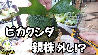 【ビカクシダ】が好きすぎる日常…🌱